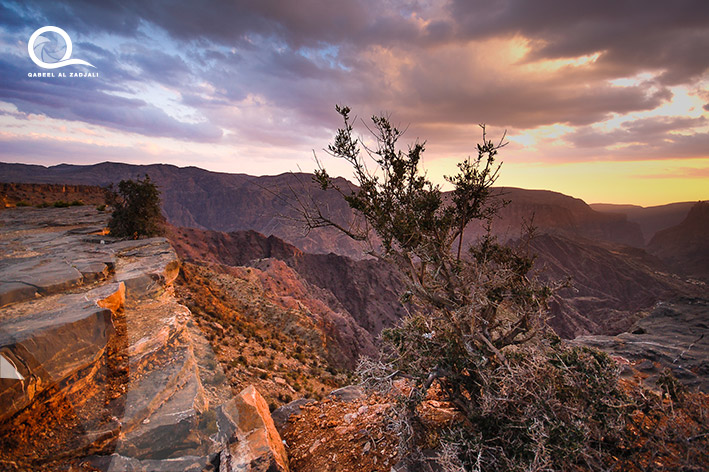 Oman / Dhakalia 
																																							<br> Jabal Akhdar