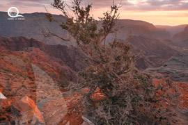 Oman / Dhakalia 
																																											<br> Jabal Akhdar