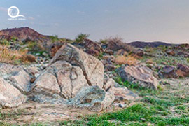 Oman / Muscat 
																													<br> Wadi Al Khud
