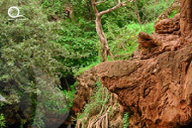 Oman / Dofar  
																															<br> Sahnut Spring
