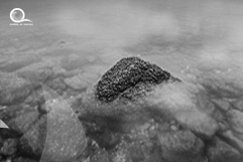 Oman / Muscat 
																			<br> Authiba